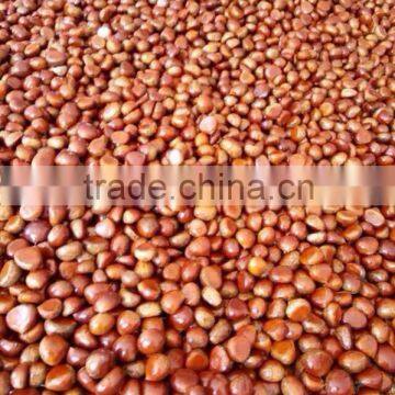 Hot selling chestnut buyers in for wholesales