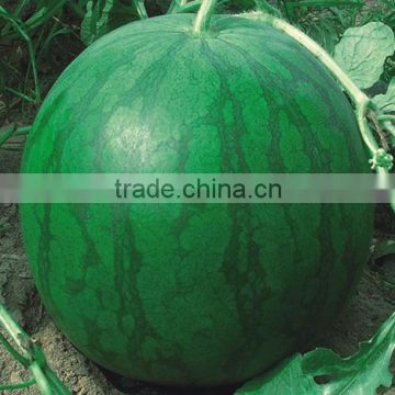 Seedless No.1-Hybrid F1 Toq Quality Seedless Watermelon Seeds japanese melon seeds