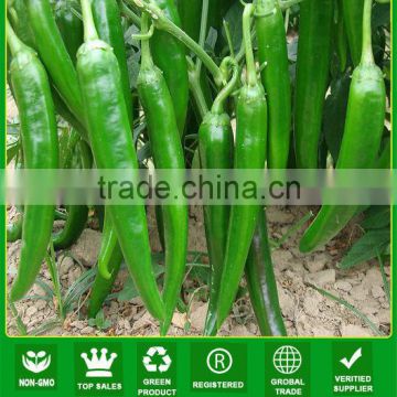 P03 Jinfu no.203 good quality f1 hybrid green pepper seeds, difference type of seeds for sale