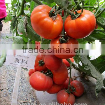 DF-4 TY Resistant Tomato Seeds