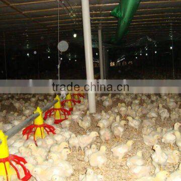 Auger Feeding and Nipple Drinking Chicken Grounding System