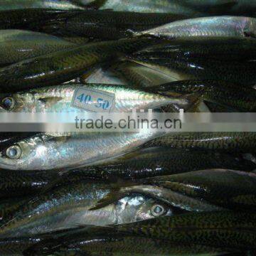 Frozen Pacificus Mackerel photo-5