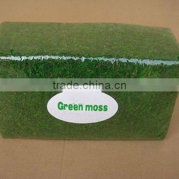 green moss