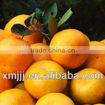 Citrus Fruits Orange Export Company photo-5