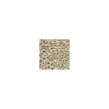 sunflower kernel