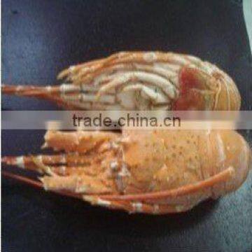 Oceancrest Big Whole Frozen Cooked Lobster