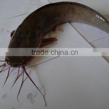 Frozen Catfish (Silurus Asotus) Fish to Africa