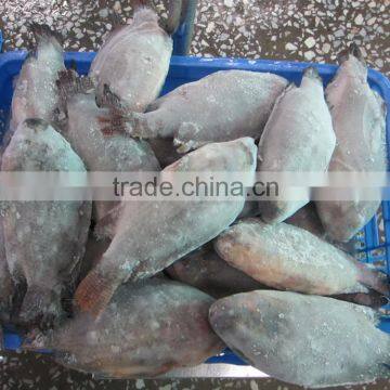 Quick Freezing Tilapia GS 20% Ice Glazing Low Tilapia Price