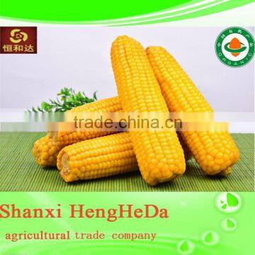 China Online Shopping With Certification Yellow Maize photo-4