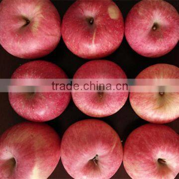 top fresh Fuji apple for indian delicious fuji apple
