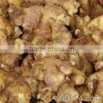 china fresh ginger