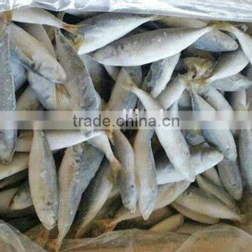 fresh frozen horese mackerel/yellow tail horse mackerel fish