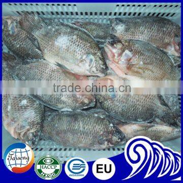 Frozen Tilapia Wholesale Price Fish for Canning photo-3