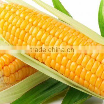Frozen Corn Boiled high quality from vietnam