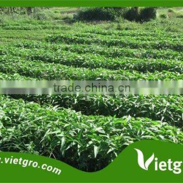 High Yield Kang kong Water Spinach Seeds For Growing VGKK 023/ Tropical Vegetable seeds