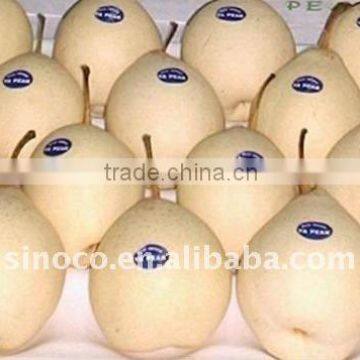 New Crop Ya Pear Fruit Chinese Supplier