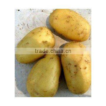 Fresh Yellow Holland Potato(150-200g/pc)