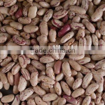 China High Quality Speckled Beans Wholesale photo-5