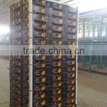 Fresh Mandarin ( Calamantine ) From Egypt