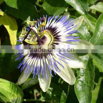 Passiflora species Passion Flower Various Types