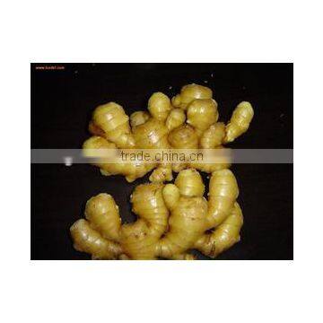 China Fresh Laiwu Ginger in Bottom Price