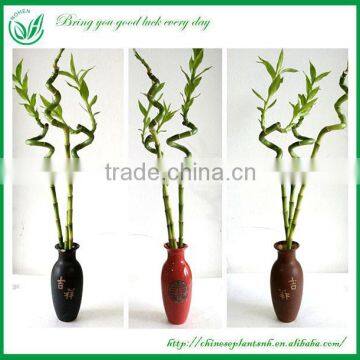 Spiral Lucky Bamboo Feng Shui Plant for wholesell