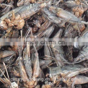 Pet Food Fish Food Freeze Dried Crickets photo-4