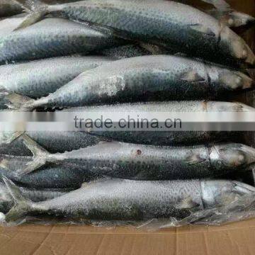 Pacific Mackerel photo-4