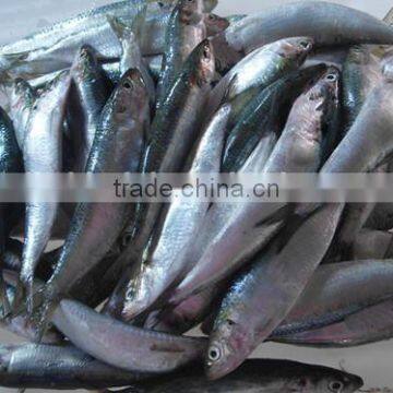 Good Quality Frozen Sardines 6-7pcs/kg photo-3