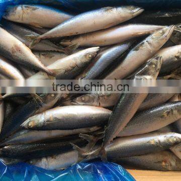 BQF Fresh New Caught Size 200-300 Sea Frozen Pacific Mackerel photo-5