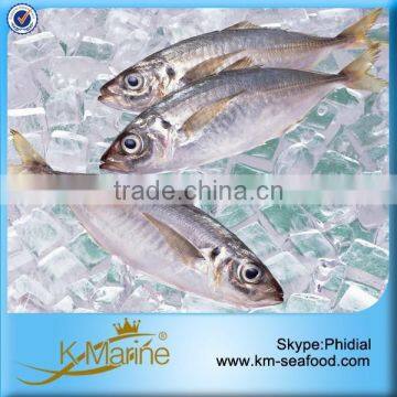 BQF Priced Fish Horse Mackerel