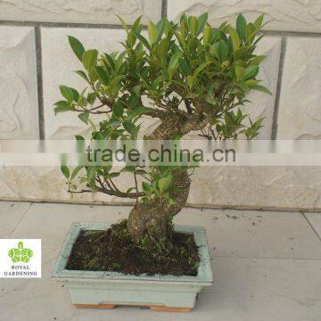 Ficus microcarpa bonsai in 15cm,20cm ,25cm ,30cm pot,ball ,S shape