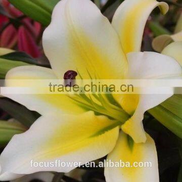 New Arrival Fresh Cut Yellow Lily Flower photo-2