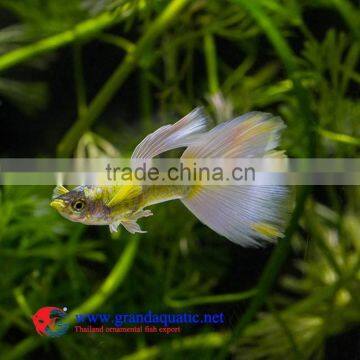 Guppy Fish Farm for Sale/ Aquarium Fish photo-2
