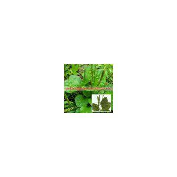 Plantain Seed Extract