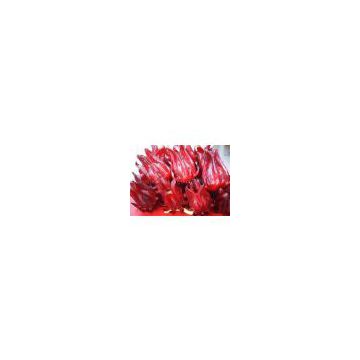 Hibiscus extract(rossonl@huacheng-biotech.com)