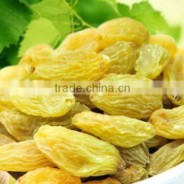 AAA grade 95%/90%/70% green raisin ,chinese raisin with best quality