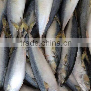 Landing frozen size 6 - 8 pcs / kg frozen Scomber scomb