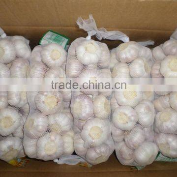 fresh peeled garlic bulk,bulk jinxiang garlic sales,garlic for new market,garlic