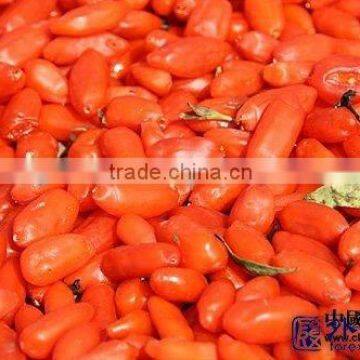 NINGXIA FRUIT WOLFBERRY