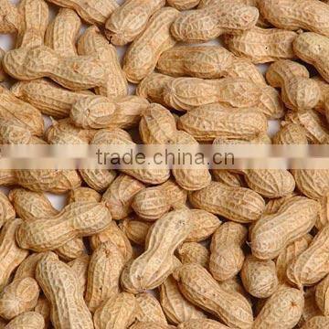 shandong peanut