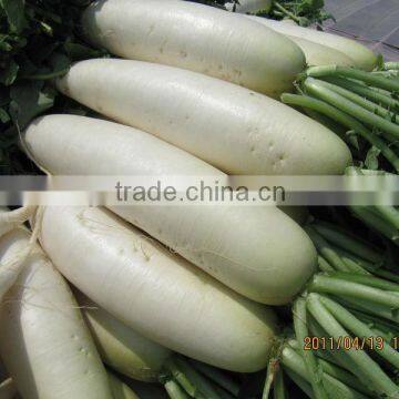 2016 new crop fresh white raddish wholesale