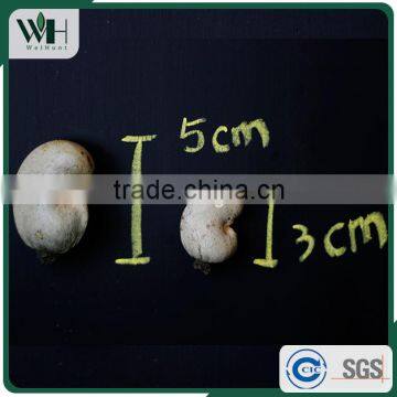 AFI Grade Cambodia Raw Cashew Nuts With Shells photo-2