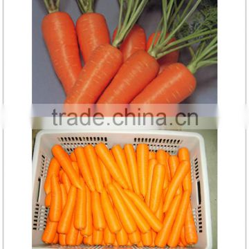 Fresh bulk carrot packing in carton for hot selling