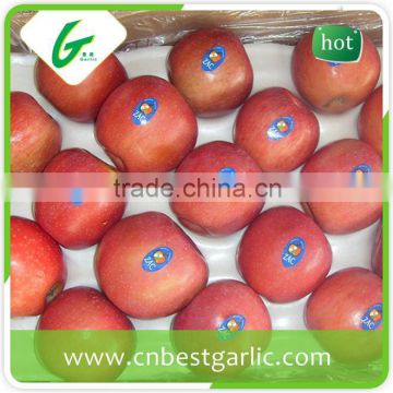 Hot sale fresh organic fuji apple for sale