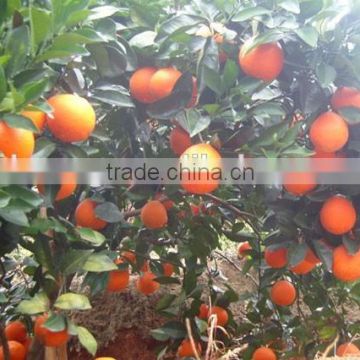 Chinese Sweet Orange Fruit