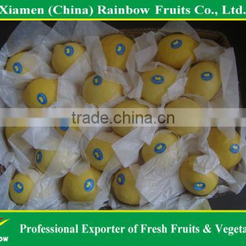 Chinese fresh lemon