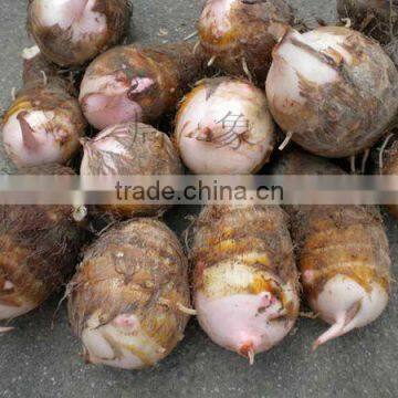 Chinese fresh taro