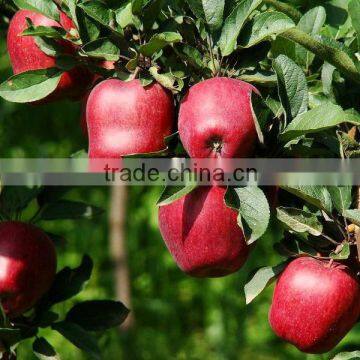 Delicious Red Huaniu Apple Sweet Taste Apples With Best Price photo-5