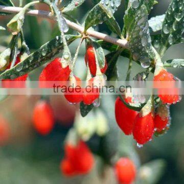 Goji berry for medicines